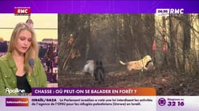 Chasse : Où peut-on se balader en forêt? 