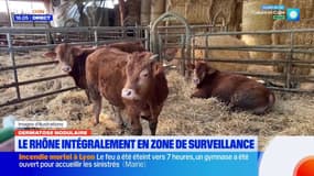 Dermatose nodulaire : le Rhône intégralement en zone de surveillance