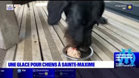 Var: une glace pour chiens saveur volaille à Sainte-Maxime