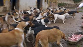 Un élevage de chiens en France. (illustation)