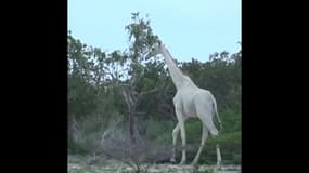 Kenya: la dernière girafe blanche au monde tuée