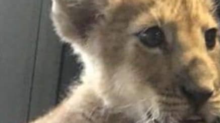 Le lionceau a été capturé par l'Office de la chasse et de la faune sauvage Le lionceau a été capturé par l'Office de la chasse et de la faune sauvage