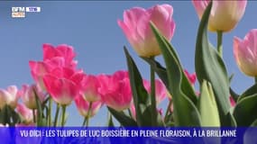 VU DICI : Le spectacle splendide des tulipes de La Brillane