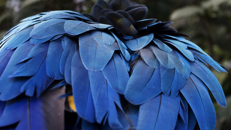 Plumes de perroquet. (Photo d'illstration)