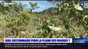 Plaine des Maures: quel gestionnaire pour la réserve naturelle?