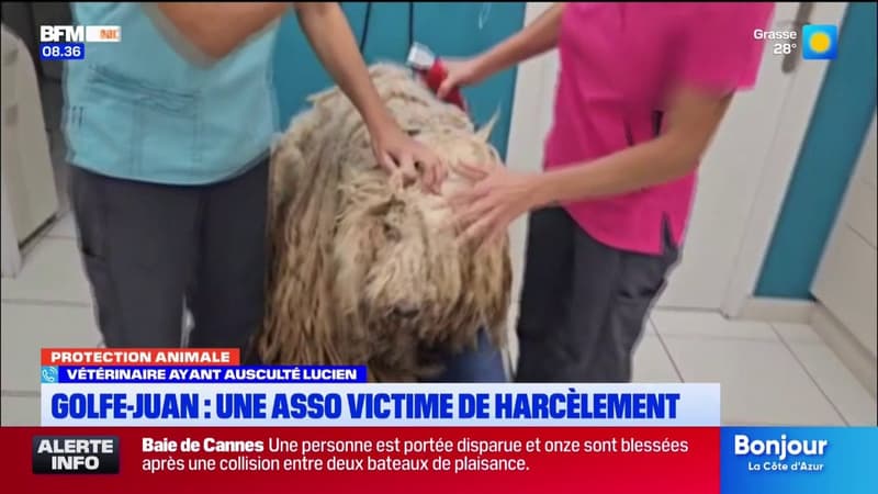 Golfe-Juan: une association de protection animale victime de harcèlement par l’ex-maître d’un chien