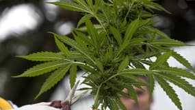 Plante de cannabis