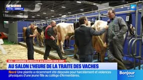 Salon de l'agriculture: la Bleue du Nord, race emblématique du Nord-Pas-de-Calais