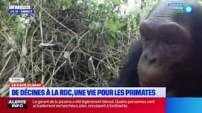 Le Café Climat P-WA, une structure lyonnaise dédiée aux primates en République Démocratique du Congo
