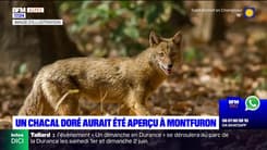 Des habitants de Montfuron affirment avoir vu un chacal doré autour du village