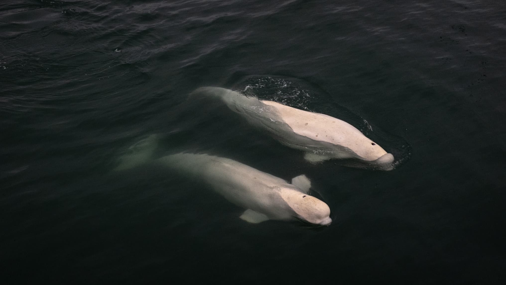 UN PARC AQUATIQUE CANADIEN MENACE D'EUTHANASIER 30 BÉLUGAS