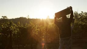 La municipalité de Dijon a récolté 151.620 euros en vendant aux enchères la moitié de sa cave à vins, soit 3.500 bouteilles de Bourgogne, pour financer le service d'action sociale de la ville. /Photo d'archives/REUTERS/Robert Galbraith