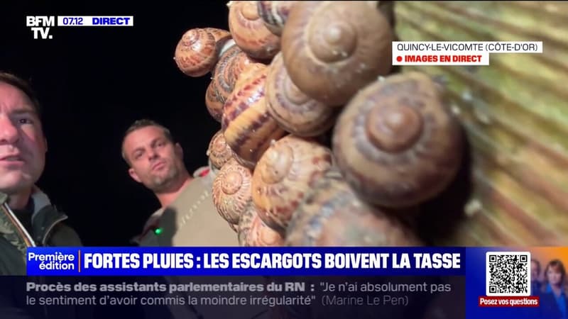 Fortes pluies: une mauvaise nouvelle pour les éleveurs d'escargots