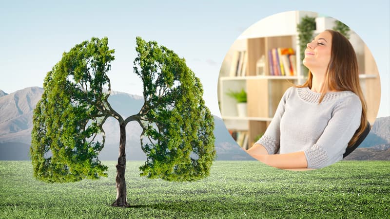 GreenReso, spécialiste de la purification de l'air