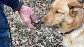 Les chiens de Jean-Claude, un trufficulteur des Alpes-Maritimes, ont été dressés à retrouver les truffes. La production est en baisse en ce début d'année 2024.