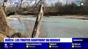 Buëch: les truites victimes du redoux?