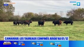 Camargue : les taureaux confinés jusqu'au 1er décembre