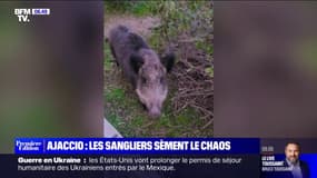 De plus en plus nombreux, les sangliers sèment le chaos à Ajaccio 