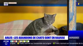 Arles: un refuge constate une hausse des retours de chats adoptés