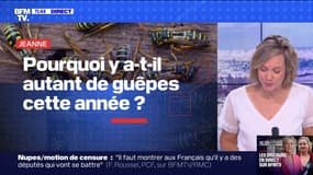 Pourquoi y a-t-il autant de guêpes cette année ?   BFMTV répond à vos questions