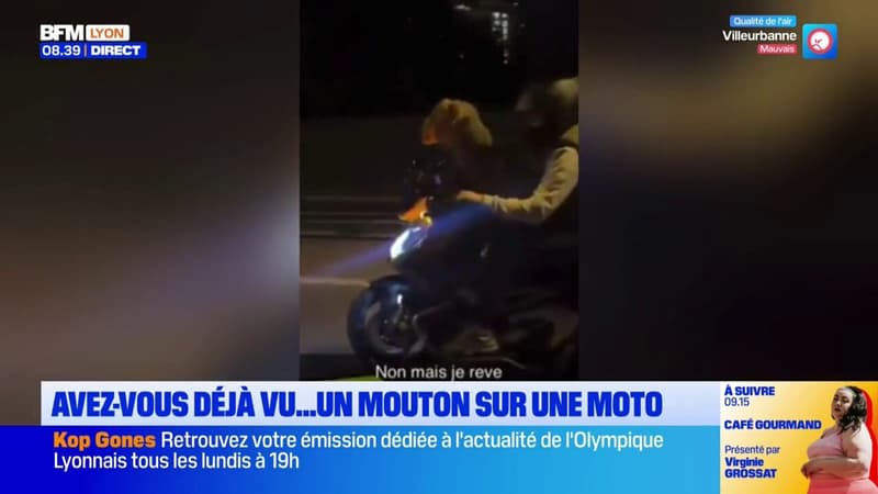 Avez-vous déjà vu...un mouton sur une moto