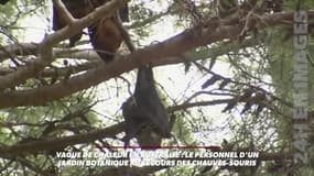 Vague de chaleur en Australie: le personnel d'un jardin botanique au secours des chauves-souris