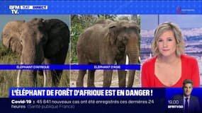 Pourquoi l'éléphant de forêt d'Afrique est-il en danger ? BFMTV répond à vos questions