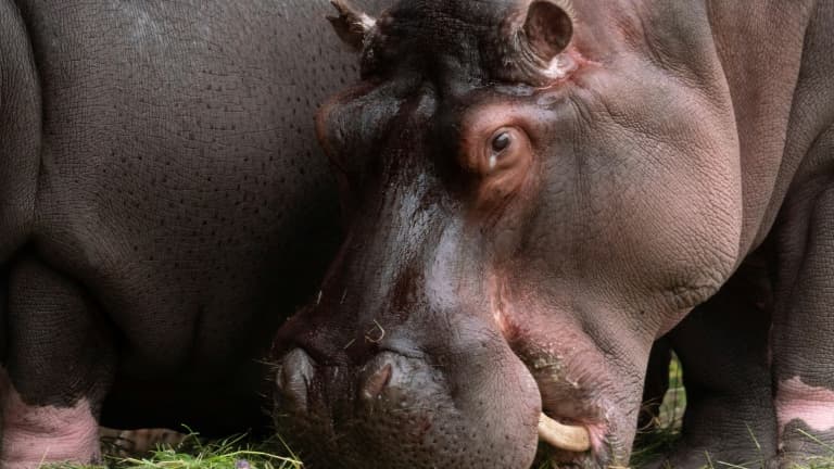Deux hippopotames du zoo d'Anvers, en Belgique, souffrant d'un écoulement nasal, ont été testés positifs au Covid-19, selon le parc animalier qui y voit une première mondiale pour cette espèce