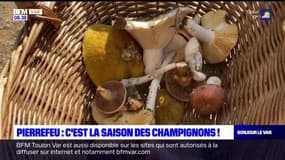 Var: la saison des champignons est lancée à Pierrefeu