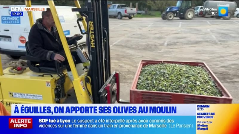 Le moulin d'Éguilles attire les foules pour préparer son huile d'olive