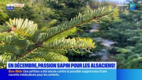 Alsace: en décembre, le choix crucial du sapin de Noël