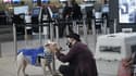 Un voyageur aux côtés d'un chien à l'aéroport international d'Heathrow à Londres le 21 décembre 2020.