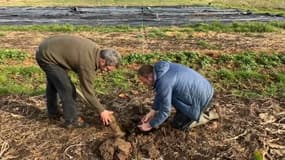 Les agriculteurs alsaciens sont inquiets à cause de la sécheresse.