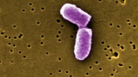 Bactéries Escherichia coli vue au microscope électronique (X21674)