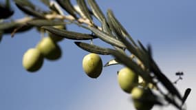 Des olives - Image d'illustration