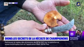 Digne-les-Bains: récolte de champignons avec le chef cuisinier Frédéric Payan