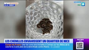 Nice : attention aux chenilles processionnaires 
