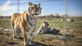 EN VIDEO - Grosse frayeur dans un village chinois: un tigre de Sibérie attaque une voiture et se jete sur un paysan