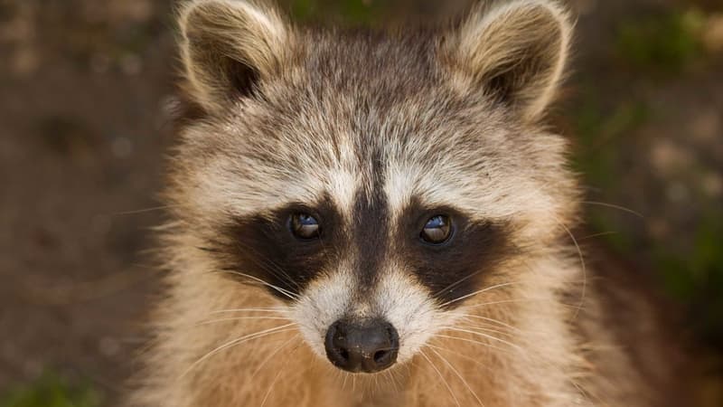 Le raton laveur a été surnommé Fred (photo d'illustration). 