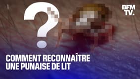 Punaises de lit: comment ne pas les confondre avec d'autres insectes