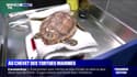 Un "hôpital" à La Rochelle prend soin des tortues marines fragilisées par les eaux froides et les tempêtes hivernales