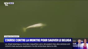 Une course contre la montre s'engage pour sauver le béluga repéré dans la Seine
