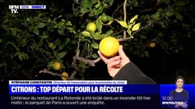 c votre Citrons : top départ de la récolte - 19/01