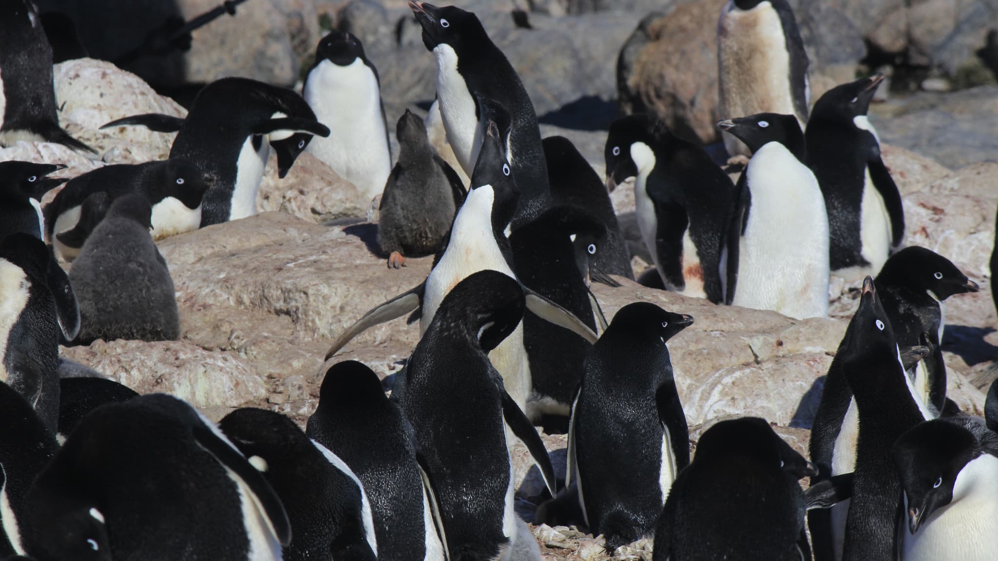 Des manchots Adélie à proximité de la base scientifique française Dumont-d'Urville, en Antarctique, en 2020 Des manchots Adélie à proximité de la base scientifique française Dumont-d'Urville, en Antarctique, en 2020