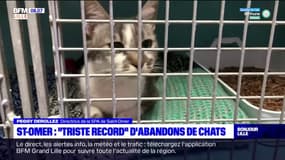 Saint-Omer: "triste record" d'abandon de chats