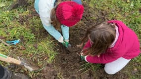 Les élèves de l'école primaire Jules Verne à Coutances (Manche) plantent un arbre dans le cadre du programme de reboisement de la ville, le 28 janvier 2025. 