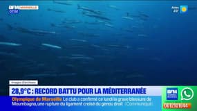 28,9°C dans l'eau: un record battu pour la Méditerranée