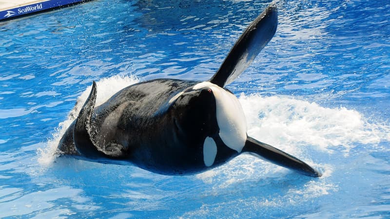 Tilikum, "l'orque tueur", apparaît pendant sa performance au SeaWolrd d'Orlando (Floride) en 2011.