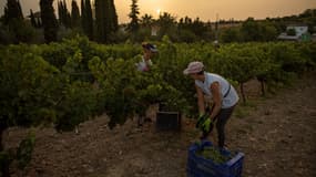 Des personnes travaillent dans un vignoble à Montilla, en Espagne, tôt le matin pour éviter la chaleur de la journée, le 19 juillet 2023.