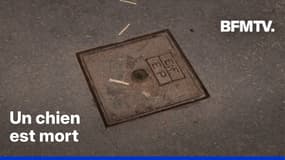 Des chiens électrisés en marchant sur une plaque à Paris, 30 Millions d'Amis porte plainte